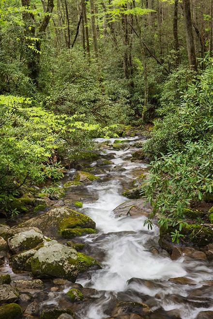 Cascading mountain stream-Great Smoky Mountains National Park-Tennessee-North Carolina Poster Print - Adam Jones # VARPDXUS34AJE0369 Cascading mountain stream-Great Smoky Mountains National Park-Tennessee-North Carolina Poster Print - Adam Jones # VARPDXUS34AJE0369