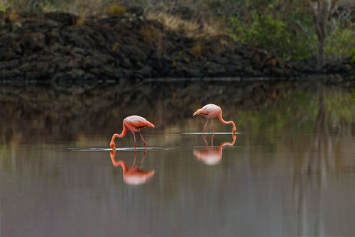 Galapagos Flamingo or Caribbean flamingo-Flamingo Lagoon-Punta Cormorant Floreana Island Poster Print - Adam Jones # VARPDXSA07AJE0146