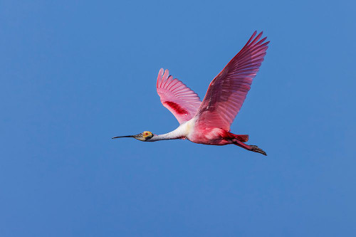 Roseate spoonbill flying-Stick Marsh-Florida Poster Print - Adam Jones # VARPDXUS10AJE0858 Roseate spoonbill flying-Stick Marsh-Florida Poster Print - Adam Jones # VARPDXUS10AJE0858