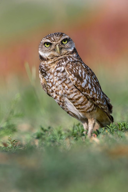 Burrowing owl-Cape Coral-Florida Poster Print - Adam Jones # VARPDXUS10AJE0841
