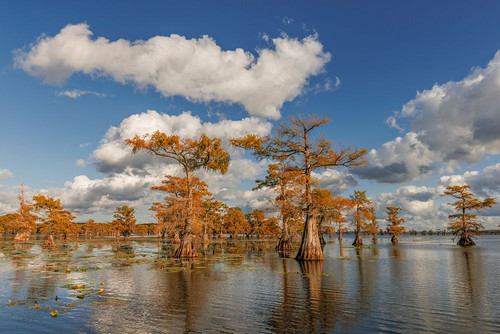 Bald cypress trees in autumn reflected on lake Caddo Lake-Uncertain-Texas Poster Print - Adam Jones # VARPDXUS44AJE0610