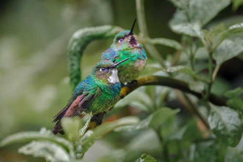 Pair of Green-crowned brilliant-Ecuador Poster Print - Adam Jones # VARPDXSA07AJE0076