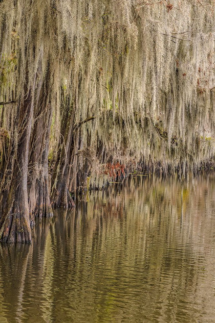 Cypress trees and Spanish moss lining shoreline of Caddo Lake-Uncertain-Texas Poster Print - Adam Jones # VARPDXUS44AJE0606