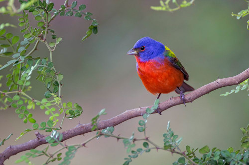 Painted bunting Rio Grande Valley-Texas Poster Print - Adam Jones # VARPDXUS44AJE0461 Painted bunting Rio Grande Valley-Texas Poster Print - Adam Jones # VARPDXUS44AJE0461