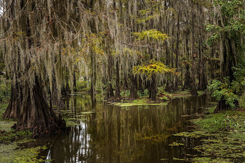 Cypress trees and Spanish moss lining shoreline of Caddo Lake-Uncertain-Texas Poster Print - Adam Jones # VARPDXUS44AJE0598