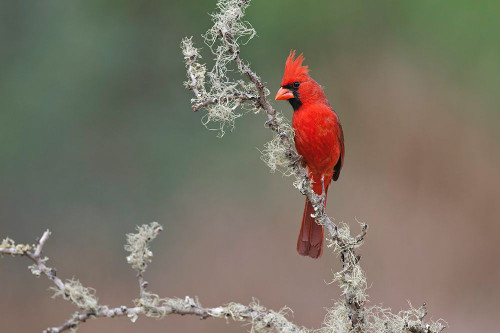 Male Northern Cardinal Rio Grande Valley-Texas Poster Print - Adam Jones # VARPDXUS44AJE0419