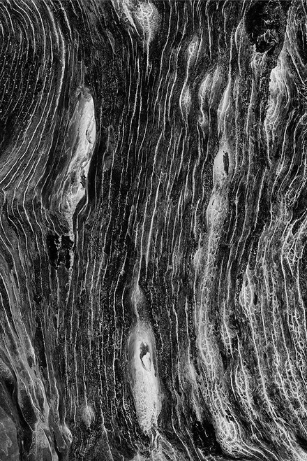 Pattern in dead tree-San Cristobal Island-Galapagos Islands-Ecuador Poster Print - Adam Jones # VARPDXSA07AJE0056