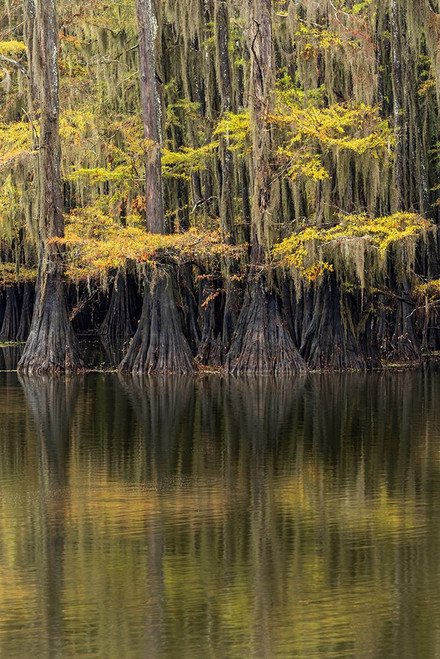 Bald Cypress tree draped in Spanish moss with fall colors Caddo Lake State Park-Uncertain-Texas Poster Print - Adam Jones # VARPDXUS44AJE0568