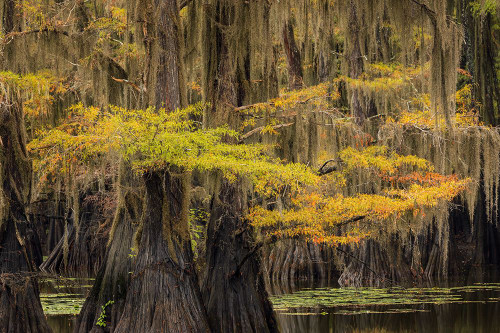 Bald Cypress tree draped in Spanish moss with fall colors Caddo Lake State Park-Uncertain-Texas Poster Print - Adam Jones # VARPDXUS44AJE0573