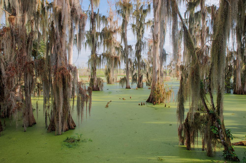 Cypress trees draped in Spanish moss-Circle B Ranch-Polk County-Florida Poster Print - Adam Jones # VARPDXUS10AJE0740
