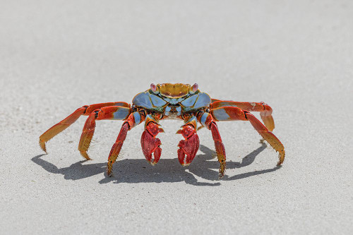 Sally lightfoot crab on white sandy beach San Cristobal Island-Galapagos Islands-Ecuador Poster Print - Adam Jones # VARPDXSA07AJE0048