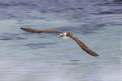 Blue-footed booby diving for fish-San Cristobal Island-Galapagos Islands-Ecuador Poster Print - Adam Jones # VARPDXSA07AJE0037