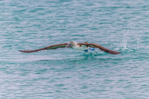 Blue-footed booby diving for fish-San Cristobal Island-Galapagos Islands-Ecuador Poster Print - Adam Jones # VARPDXSA07AJE0045