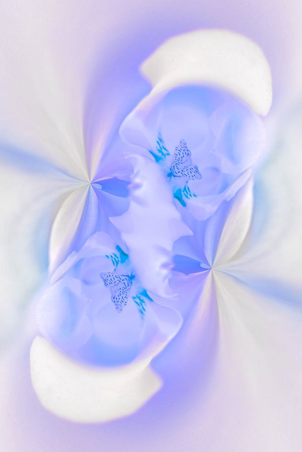 White Orchid flower-Florida Poster Print - Adam Jones # VARPDXUS10AJE0715