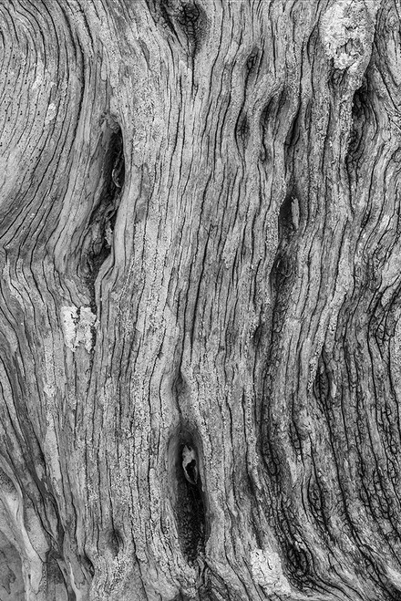 Pattern in dead tree-San Cristobal Island-Galapagos Islands-Ecuador Poster Print - Adam Jones # VARPDXSA07AJE0057