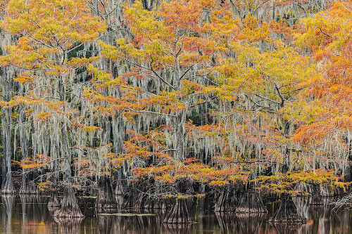 Bald Cypress tree draped in Spanish moss with fall colors Caddo Lake State Park-Uncertain-Texas Poster Print - Adam Jones # VARPDXUS44AJE0557