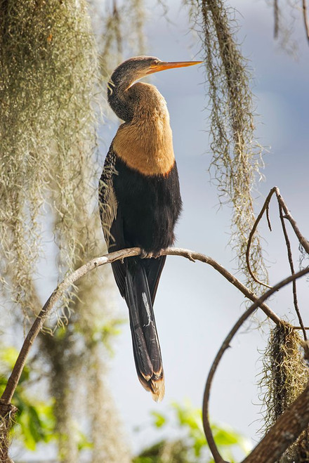 Female Anhinga Circle B Ranch-Florida Poster Print - Adam Jones # VARPDXUS10AJE0745 Female Anhinga Circle B Ranch-Florida Poster Print - Adam Jones # VARPDXUS10AJE0745