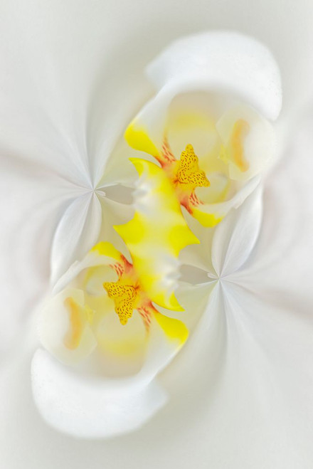 White Orchid flower-Florida Poster Print - Adam Jones # VARPDXUS10AJE0714