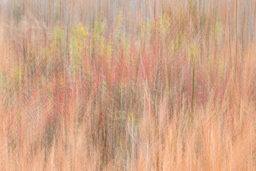 USA-New Jersey-Cape May Abstract of trees in autumn foliage Poster Print - Jaynes Gallery # VARPDXUS31BJY0462