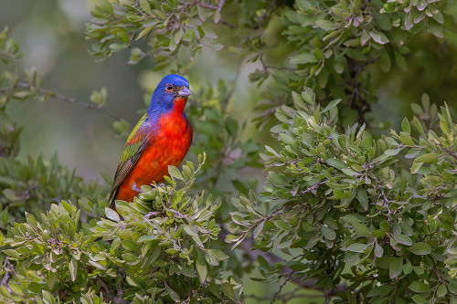 Painted bunting Rio Grande Valley-Texas Poster Print - Adam Jones # VARPDXUS44AJE0393 Painted bunting Rio Grande Valley-Texas Poster Print - Adam Jones # VARPDXUS44AJE0393
