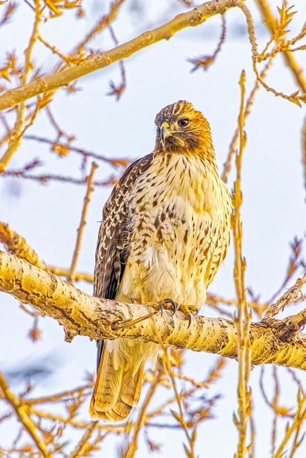 USA-Colorado-Fort Collins Red-tailed hawk close-up Poster Print - Jaynes Gallery # VARPDXUS06BJY2821