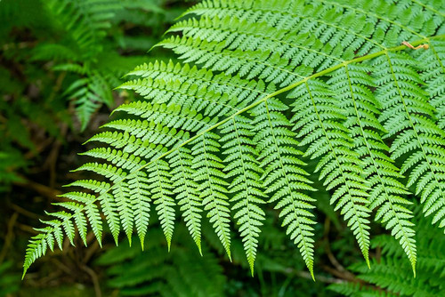 Issaquah-Washington State-USA Lady Fern frond Poster Print - Janet Horton # VARPDXUS48JHO2250
