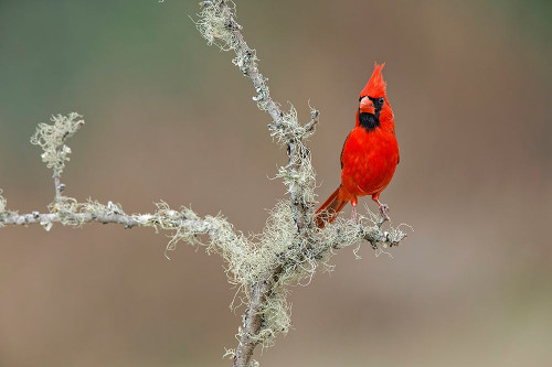 Male Northern Cardinal Rio Grande Valley-Texas Poster Print - Adam Jones # VARPDXUS44AJE0449