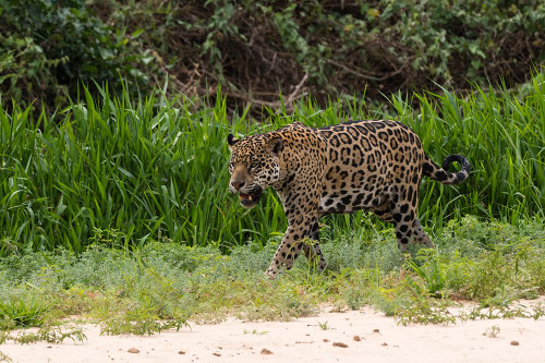 Jaguar-Pantanal-Mato Grosso-Brazil Poster Print - Sergio Pitamitz # VARPDXSA04SPI0122