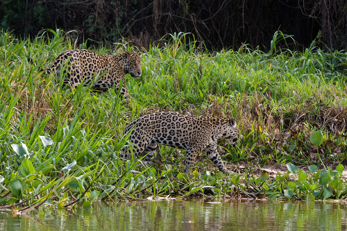 Jaguar-Pantanal-Mato Grosso-Brazil Poster Print - Sergio Pitamitz # VARPDXSA04SPI0147
