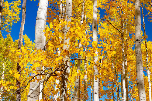 Aspen trees in autumn turning goldin Snowmass Poster Print - Mallorie Ostrowitz # VARPDXUS06MOS0059