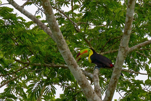 Belize-Central America-Keel-billed toucan Poster Print - Tom Norring # VARPDXSA02TNO0038