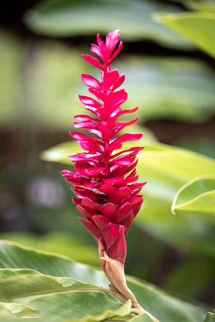 Belize-Central America-Red torch ginger flower Poster Print - Tom Norring # VARPDXSA02TNO0044