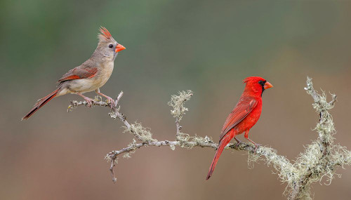 Male and female Northern Cardinals Rio Grande Valley-Texas Poster Print - Adam Jones # VARPDXUS44AJE0441