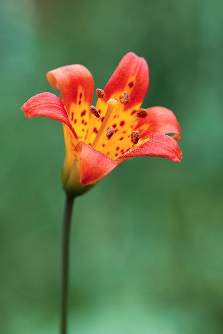 Alpine lily-Yosemite National Park-California Poster Print - Adam Jones # VARPDXUS05AJE0691