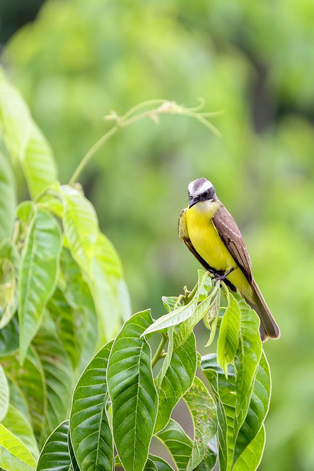 Belize-Central America-Tropical Kingbird Poster Print - Tom Norring # VARPDXSA02TNO0031
