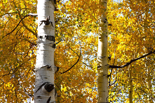 Aspen trees in autumn-Blake Trail-Colorado Poster Print - Mallorie Ostrowitz # VARPDXUS06MOS0048