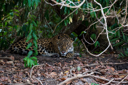 Jaguar-Pantanal-Mato Grosso-Brazil Poster Print - Sergio Pitamitz # VARPDXSA04SPI0114