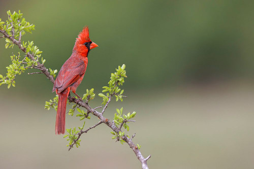 Male Northern Cardinal Rio Grande Valley-Texas Poster Print - Adam Jones # VARPDXUS44AJE0375
