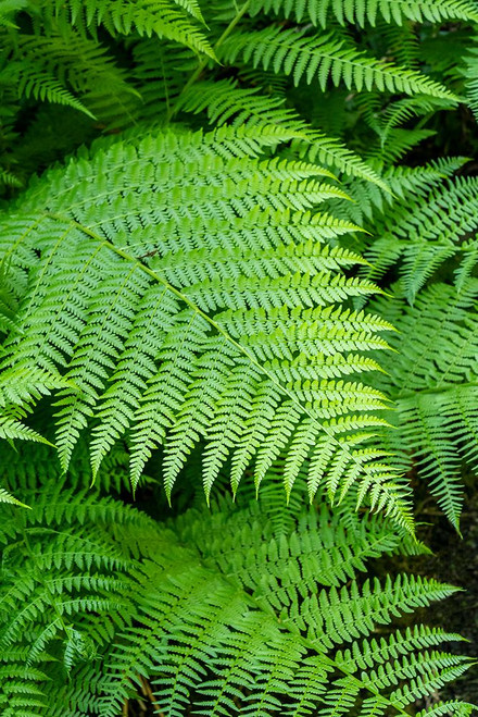 Issaquah-Washington State-USA Lady Fern frond Poster Print - Janet Horton # VARPDXUS48JHO2249