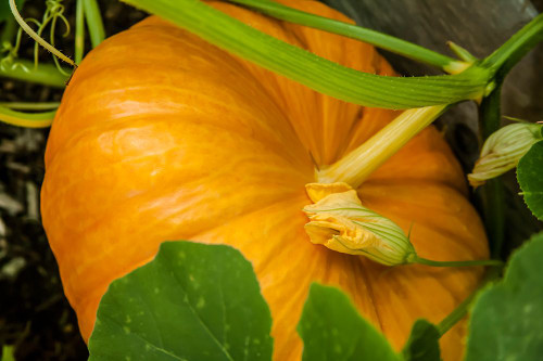 Issaquah-Washington State-USA Pumpkin ready to harvest Poster Print - Janet Horton # VARPDXUS48JHO2227