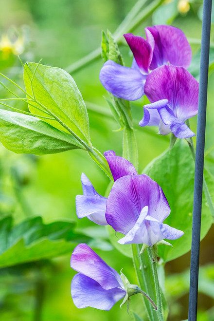 Issaquah-Washington State-USA Close-up of Sweet Peas in blossom Poster Print - Janet Horton # VARPDXUS48JHO2167