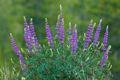 Sierra lupine-Tuolumne Meadows-Yosemite National Park-California Poster Print - Adam Jones # VARPDXUS05AJE0684