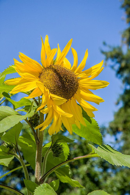 Bellevue-Washington State-USA Sunflower plant on a sunny day Poster Print - Janet Horton # VARPDXUS48JHO2184