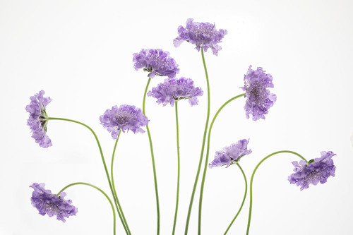 Pincushions 2 Poster Print - Rebecca Cozart # VARPDXRL064A