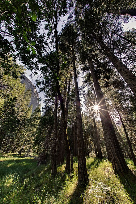 Sunlight through pine trees-Yosemite Valley-Yosemite National Park-California Poster Print - Adam Jones # VARPDXUS05AJE0665