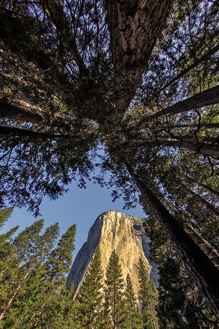 El Capitan through pine trees-Yosemite National Park-California Poster Print - Adam Jones # VARPDXUS05AJE0663