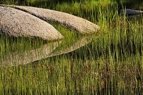 Rocks and grass at first light-Tuolumne Meadows-Yosemite National Park-California Poster Print - Adam Jones # VARPDXUS05AJE0637