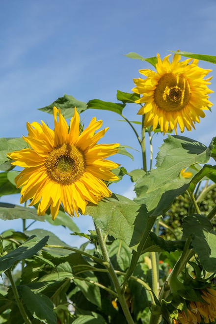 Issaquah-Washington State-USA Sunflower plants on a sunny day Poster Print - Janet Horton # VARPDXUS48JHO2191