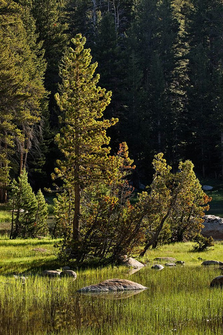 Rocks and grass at first light-Tuolumne Meadows-Yosemite National Park-California Poster Print - Adam Jones # VARPDXUS05AJE0636