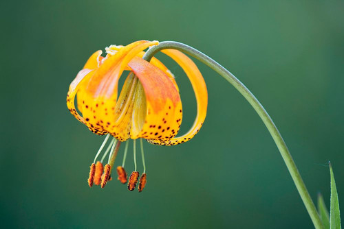 Sierra Tiger Lily-Yosemite National Park-California Poster Print - Adam Jones # VARPDXUS05AJE0634
